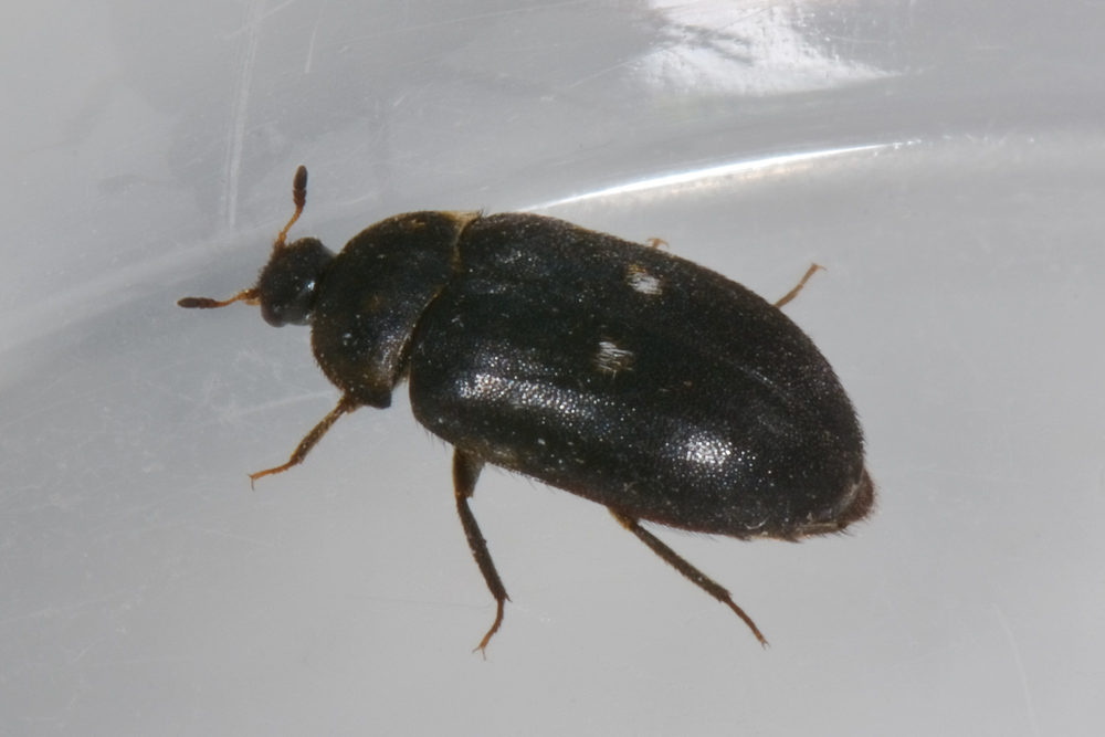 Attagenus pellio? Sì. Dermestidae